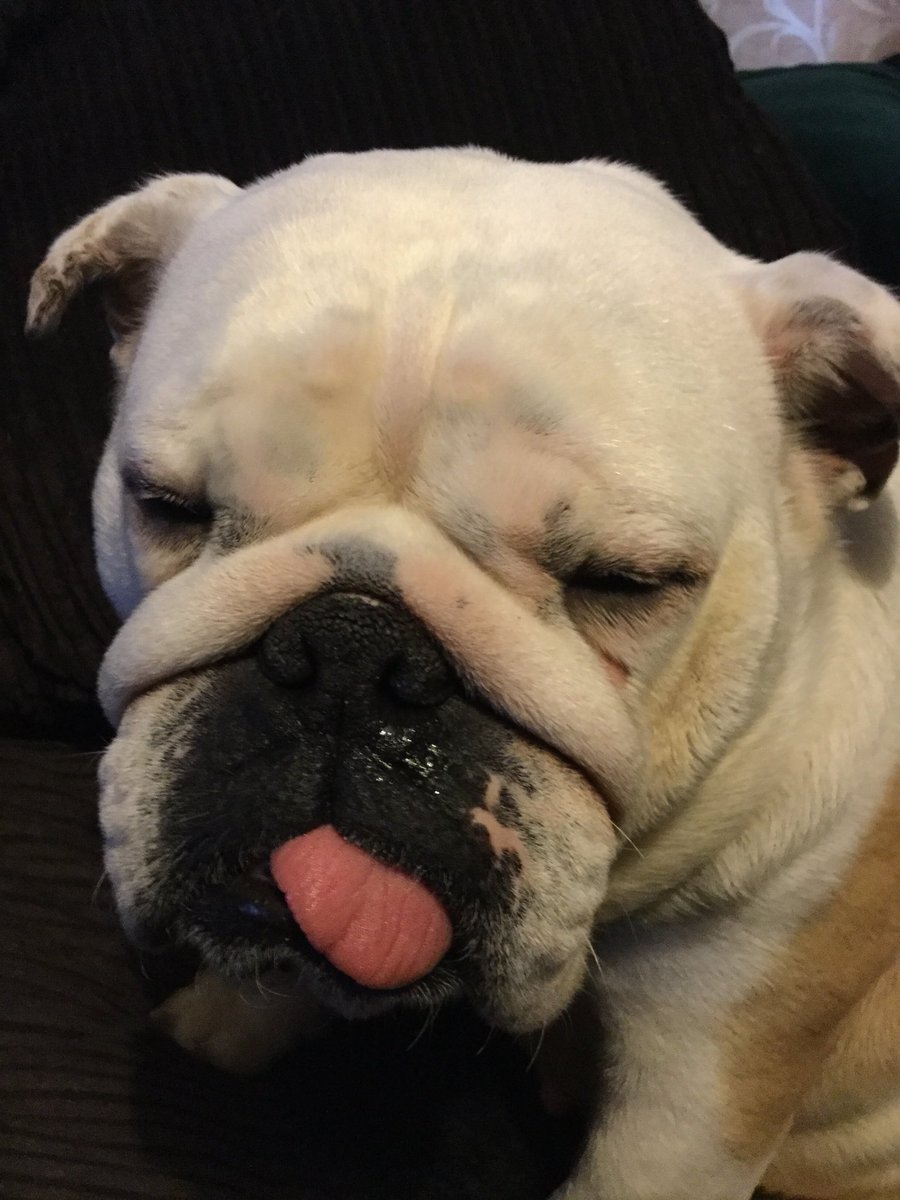 collectibulldog's tweet photo. #follo_me_Iwill_folloback #FOLLOWME #follow4follow #followforfollow #follo #folloforfollo #follo4follo #folloMe #follo4folloback #follobackforfolloback #follospree #f4f https://t.co/v4llO9Q4cr