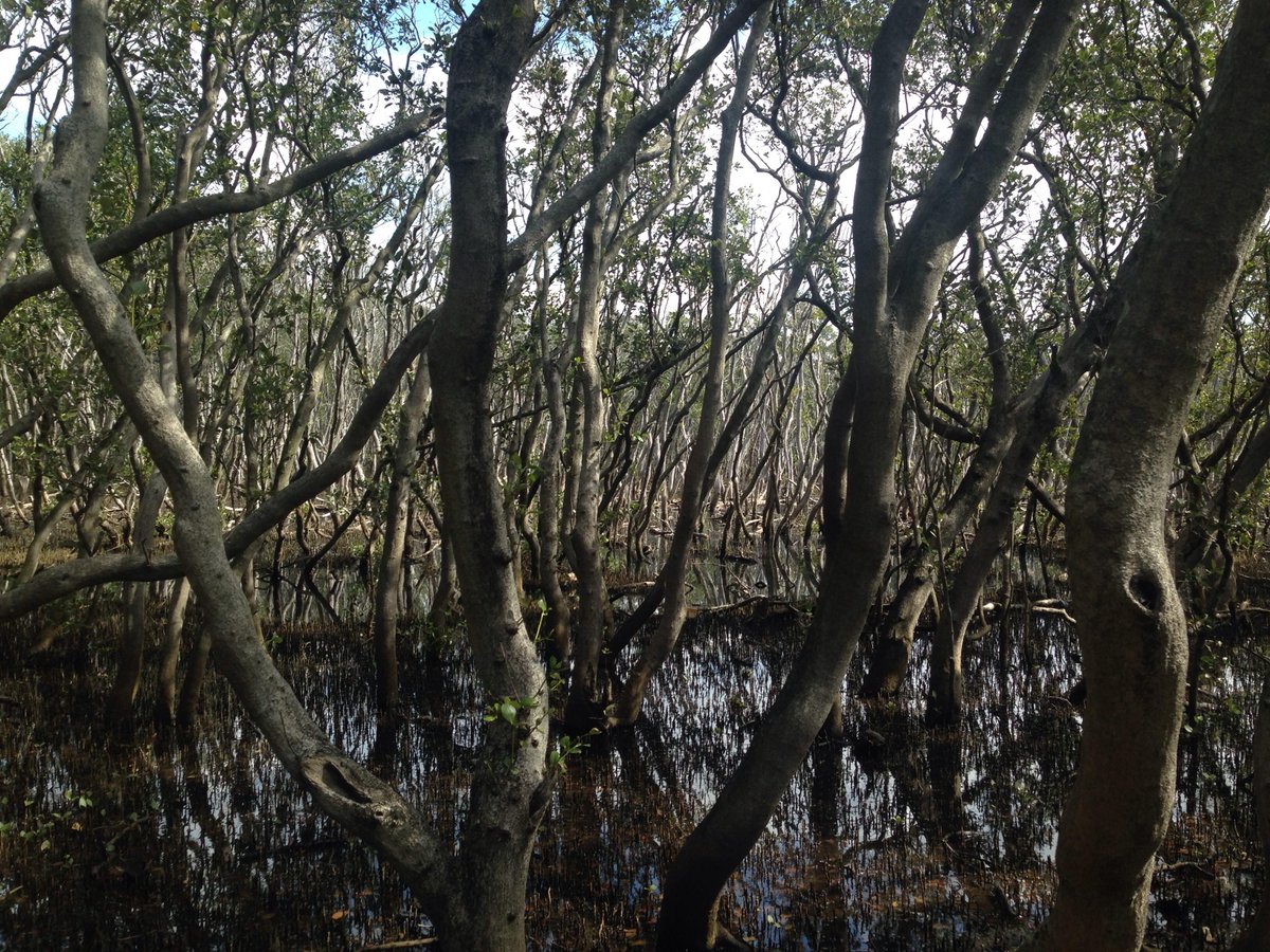j_a_rosentreter's tweet photo. Norm Duke’s workshop on mangrove dieback in the Sydney Olympic Park. Dead white mangroves in the background. Around 2 ha out of 19ha have died in the Olympic Park over the past 4 years due to changed hydrological condition in the area. @olympicpark_syd #AMSN2018 @MangroveWatch https://t.co/YPTWu2EHjk