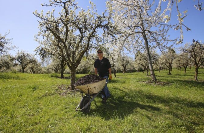 GiveMore24's tweet image. Have you seen @SlowFoodSWWA at work? @thecolumbian covered their recent volunteer outing to maintain a local orchard buff.ly/2HXFyLI