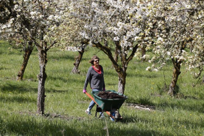 GiveMore24's tweet image. Have you seen @SlowFoodSWWA at work? @thecolumbian covered their recent volunteer outing to maintain a local orchard buff.ly/2HXFyLI