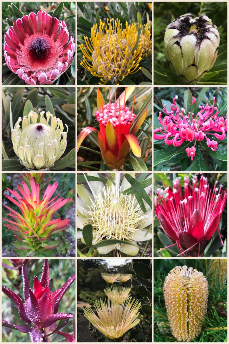 Protea Flower Kmart - Best Flower Wallpaper