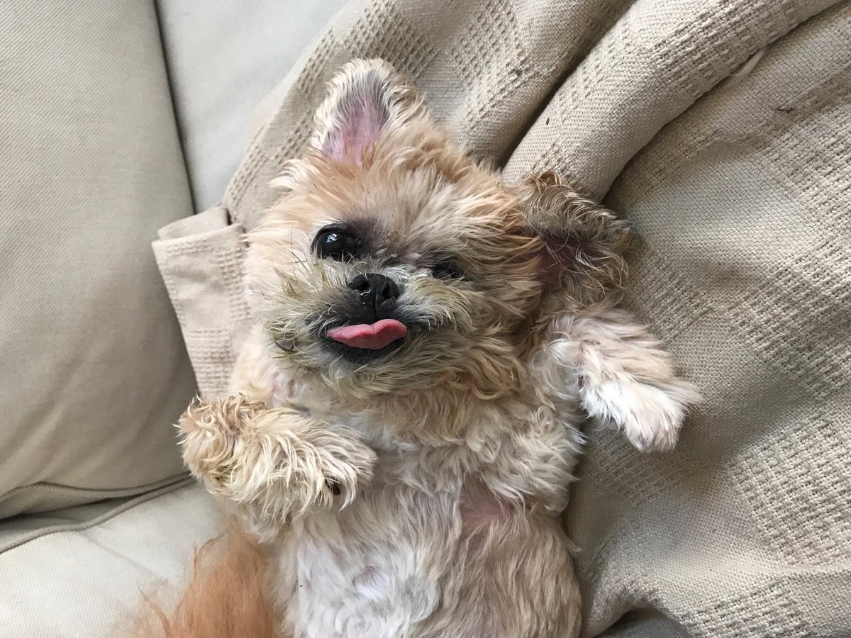 MarnieTheDog's tweet image. Anytime is naptime