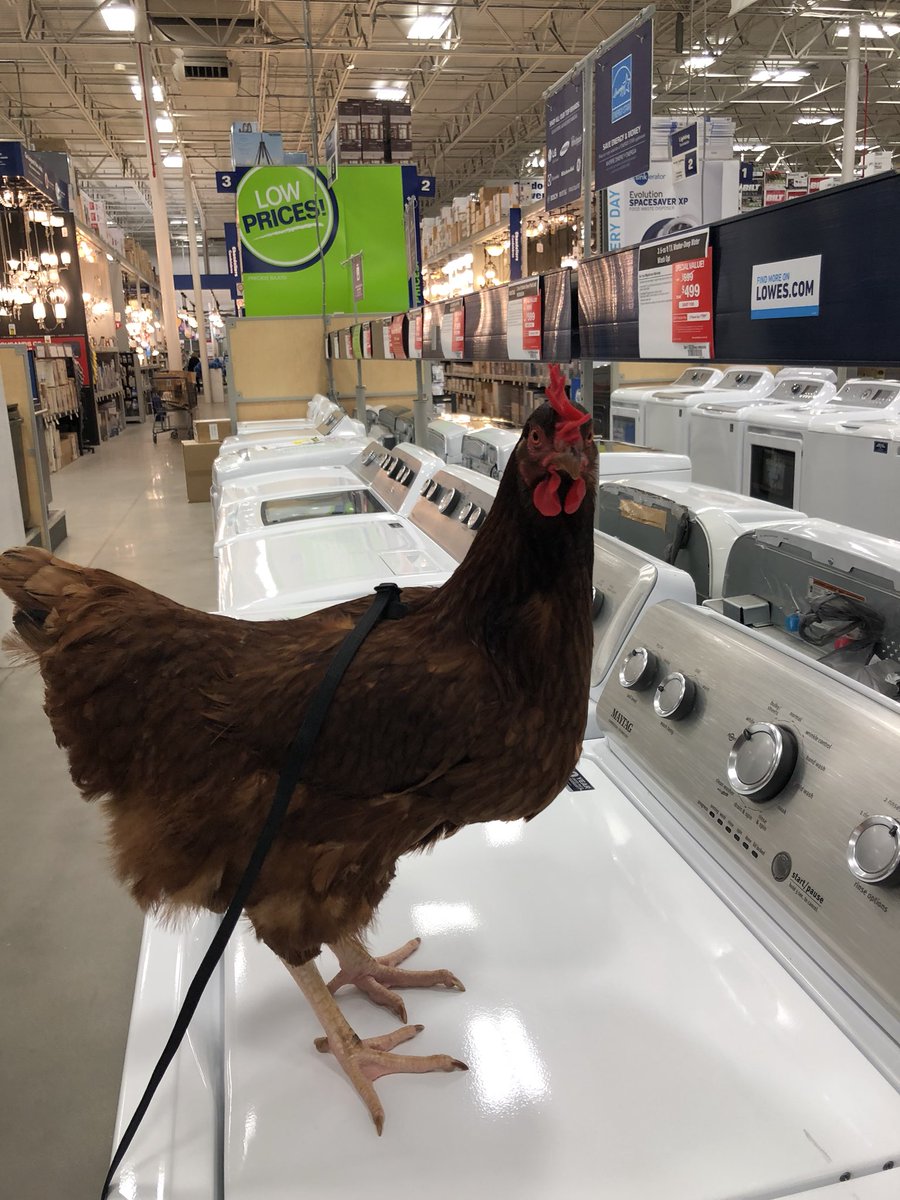 I always get stressed when making big purchases. ➡️ Is this one on sale?➡️ Dave! Are you going to help me or just take pictures the whole time? #applianceshopping #itcosthowmuch #beachchicken #chickenofthesea