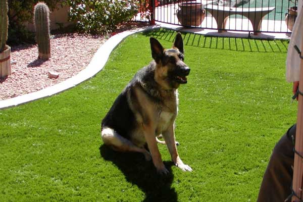 You want the best for your pets, which is why #SYNLawn made it a priority to create the safest, most hygienic pet grass in the industry. bit.ly/2n0Ojup #WoofWoofWednesday #DogsLoveSYNLawn