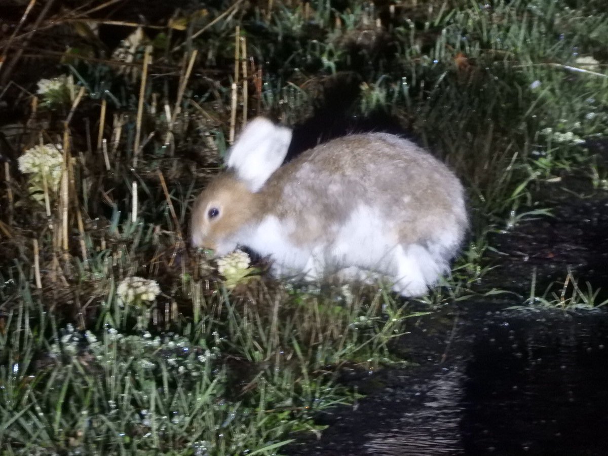 終活案内人行政書士大谷敦子 北海道旭川市 野うさぎ ٩ ๑ ๑ ۶ 北見って 野生動物がいっぱいいるのね っ