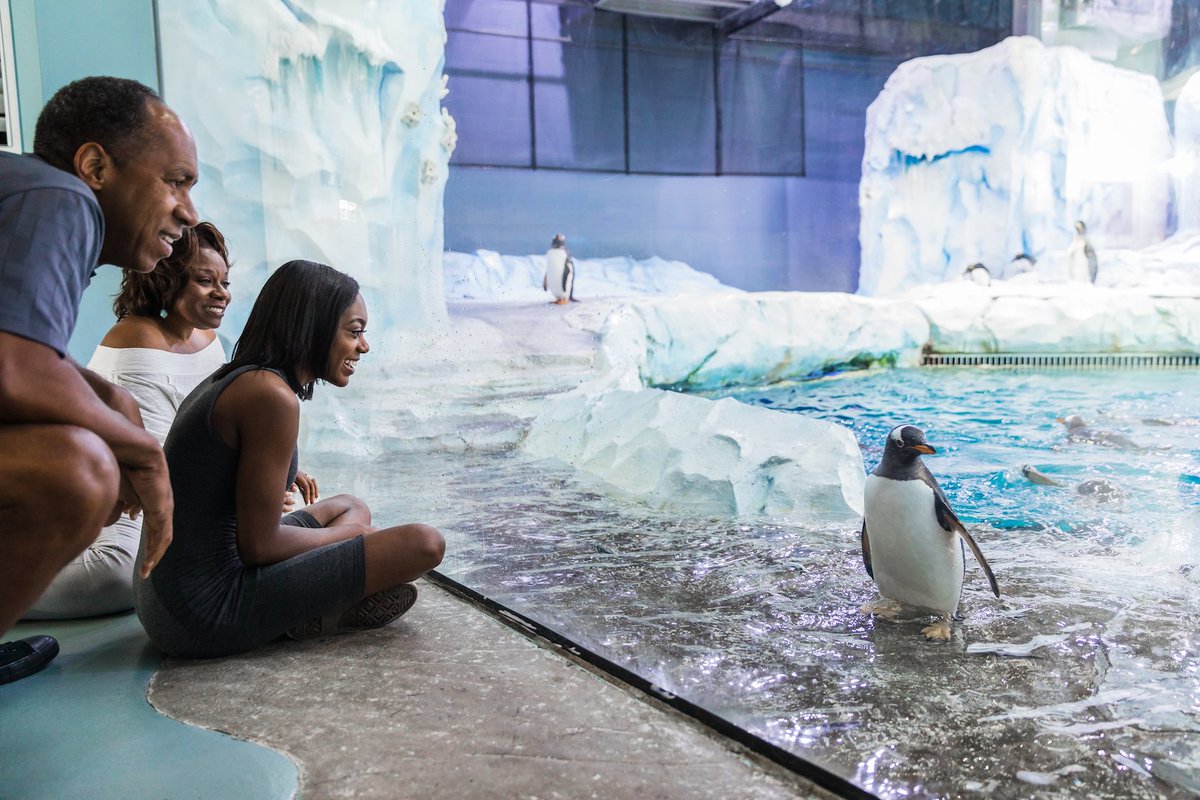 Detroit Zoo Ar Twitter Zoos Aquariums Already Named The Polk Penguin Conservation Center The Best Zoo Exhibit Now You Can Too Click Here Vote And Share This Link Every Day Through April