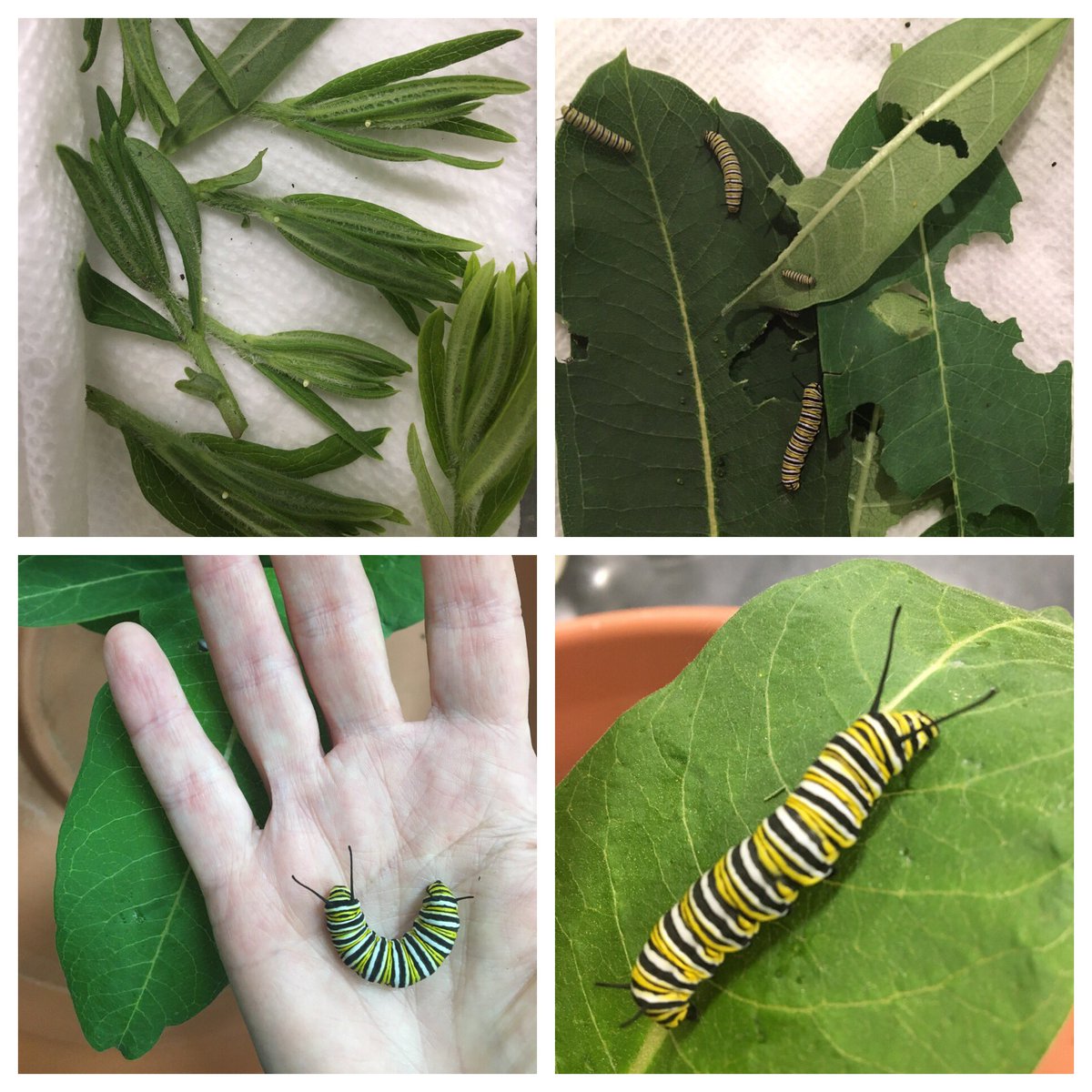 jenijoyner1's tweet photo. CCDS Middle School Garden club hauled in 75+ monarch eggs from the community garden today! @ccdsnews https://t.co/5XzHBWrcWl