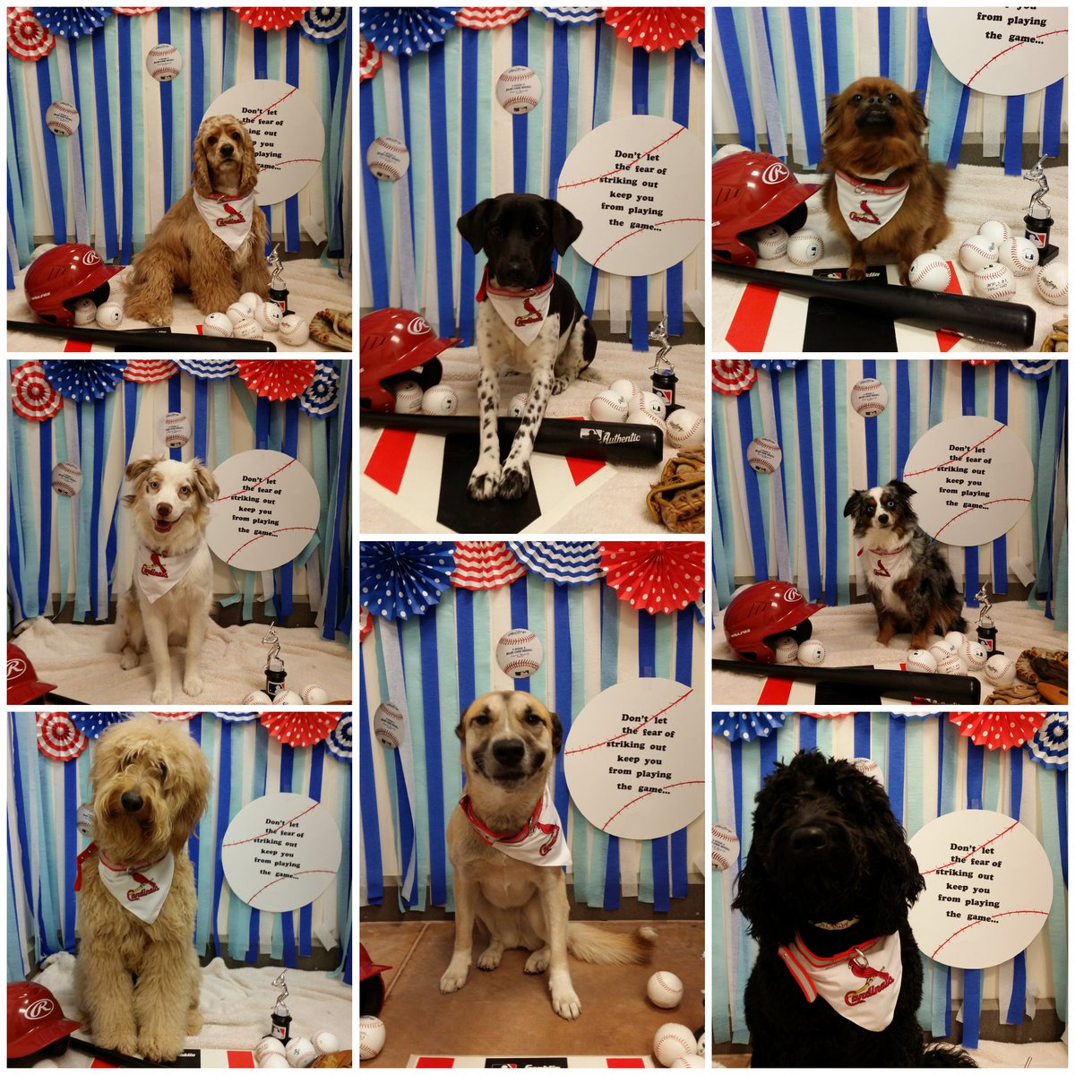 Take Me Out to the Ball Game ⚾ 2018 ❤ #inspiredbypets <a href="/RaySims571/">rsims</a> <a href="/JschroederJamie/">Jamie Schroeder</a> <a href="/JoannaZucker/">Joanna Zucker</a>