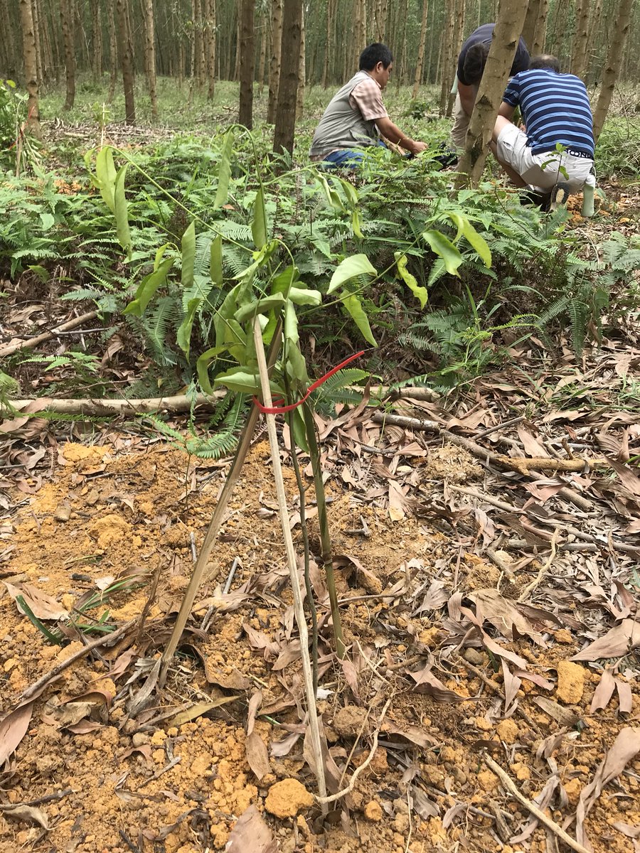 MarcelCote15's tweet photo. With @AveryDennison team and #WWF this morning planting Acacia trees in #FSC forest in Vietnam ! A great opportunity to get team involved with the local community while making a positive environmental impact. https://t.co/fltp4yH3j6
