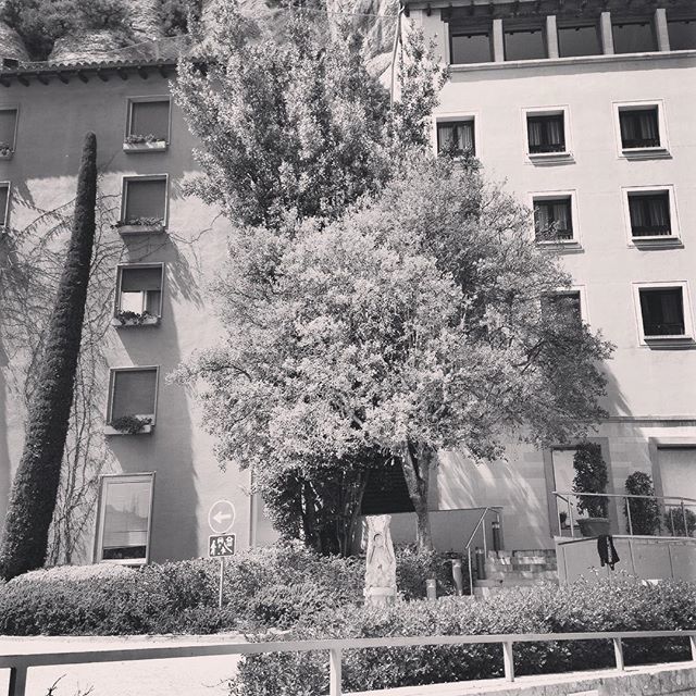 kundukundu's tweet photo. Trees I saw... Collbató 260418 #arbres #trees #arboles #arvores #árvores #árboles #tree #arvore #árvore #arbol #árbol #bäume #willoweffect #treesisaw #treeisaw #treenstagram #nature #natureza #instatrees #naturaleza #treesofinstagram #treelicious #treeso… https://t.co/KakEliNe9V https://t.co/9p3vDtuUgX