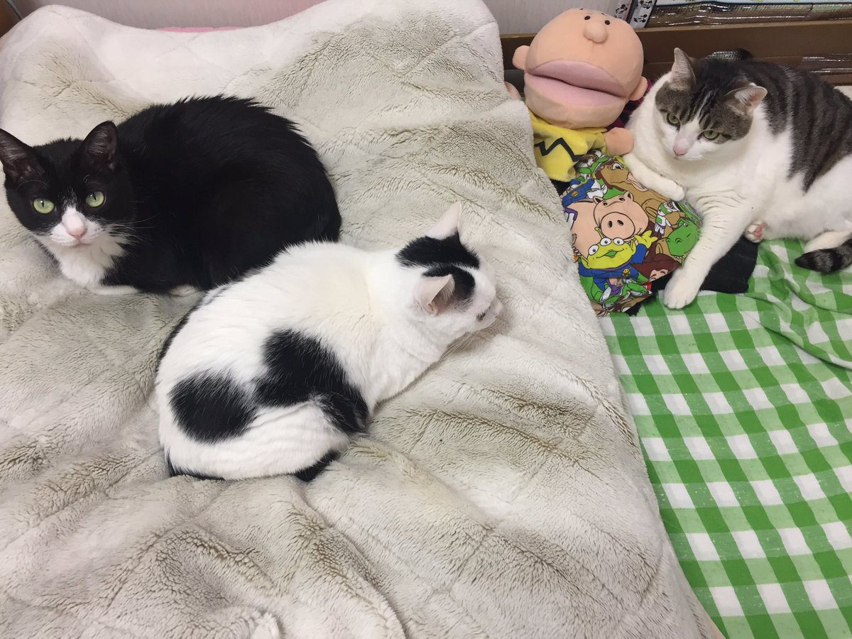kokonyan07's tweet photo. 実家に帰ったらわたしのベットに愛しのにゃんこたちが❣️いやし〜今度帰るときはにゃんことゆっくりしよ〜🐈 https://t.co/ZdKMCbiIkc