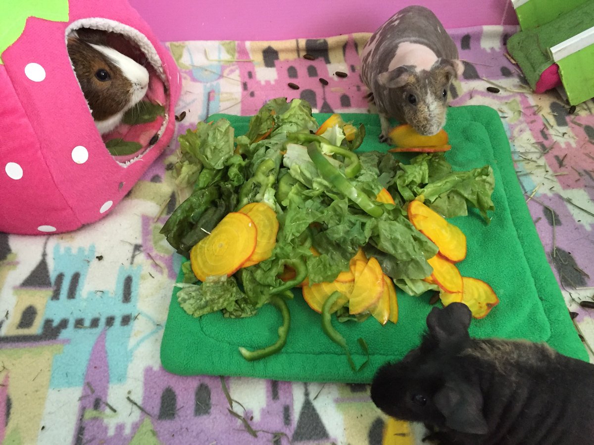 SkinnyPigRiver's tweet photo. Golden beets were on sale! 🎶We got the beets, we got the beets, we got the beets, yeah! We got the beets!🎶 😁 https://t.co/pLqCzX6dFh