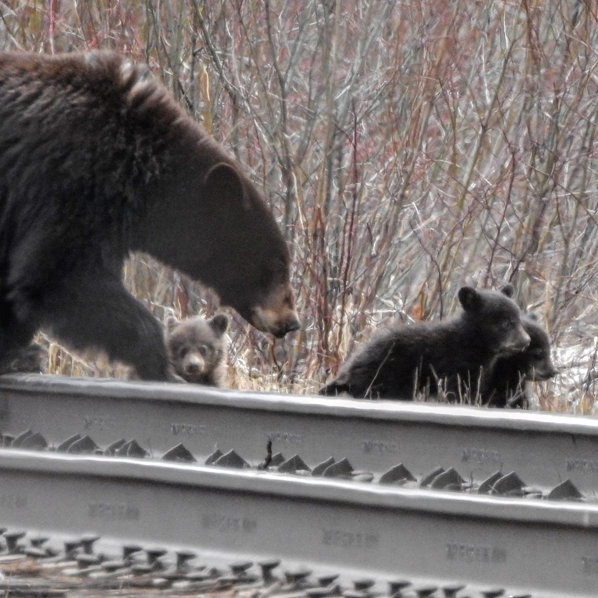 ourcabinlife's tweet photo. First bears I’ve managed to photograph this year #WildlifeWednesday #bears https://t.co/v91YjxAOK8