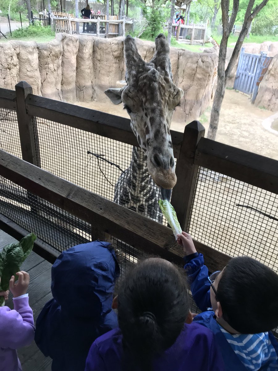 Fun at the Dallas Zoo with Kindergarten!! <a href="/SkaggsElem/">Skaggs Elementary</a> <a href="/SkaggsKinder/">Skaggs Kindergarten</a> <a href="/MrsOberschlake/">Mrs. Oberschlake</a>