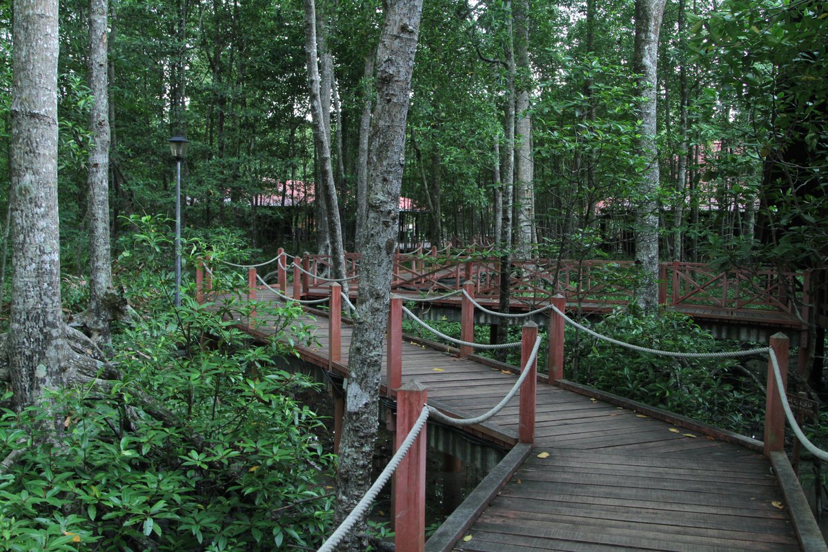 destination_prk's tweet photo. Matang Mangrove Forest

Today, it is recognized as the best managed sustainable mangrove ecosystem in the world. This mangrove reserve contains rich and diverse wildlife that provide nature lovers to visit and explore its wetlands and resources.

#DestinationPerak https://t.co/c4wP2PsmII