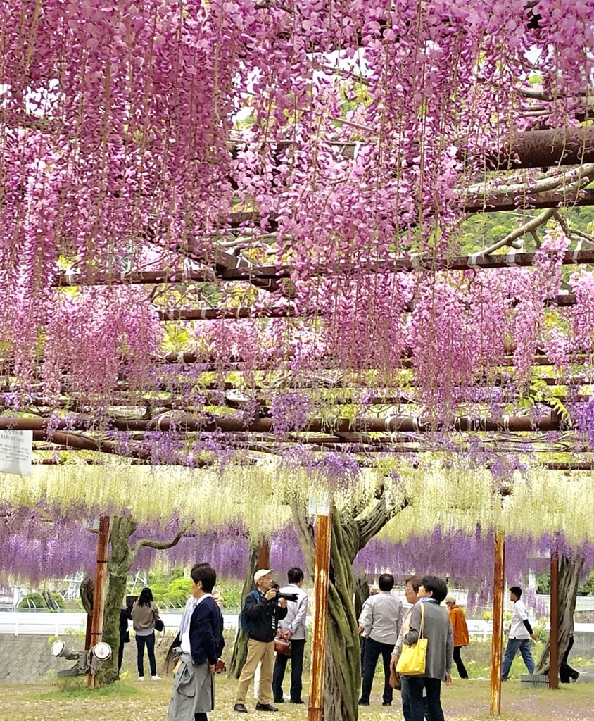 和気町藤公園 和気町藤公園