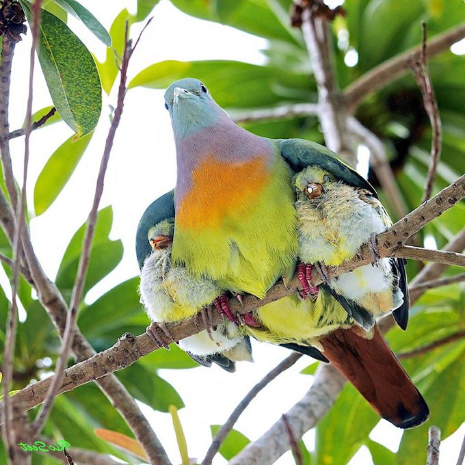 鳥は天敵から子供を守る】 鳥は自分の子供を天敵から守る為に自分の翼