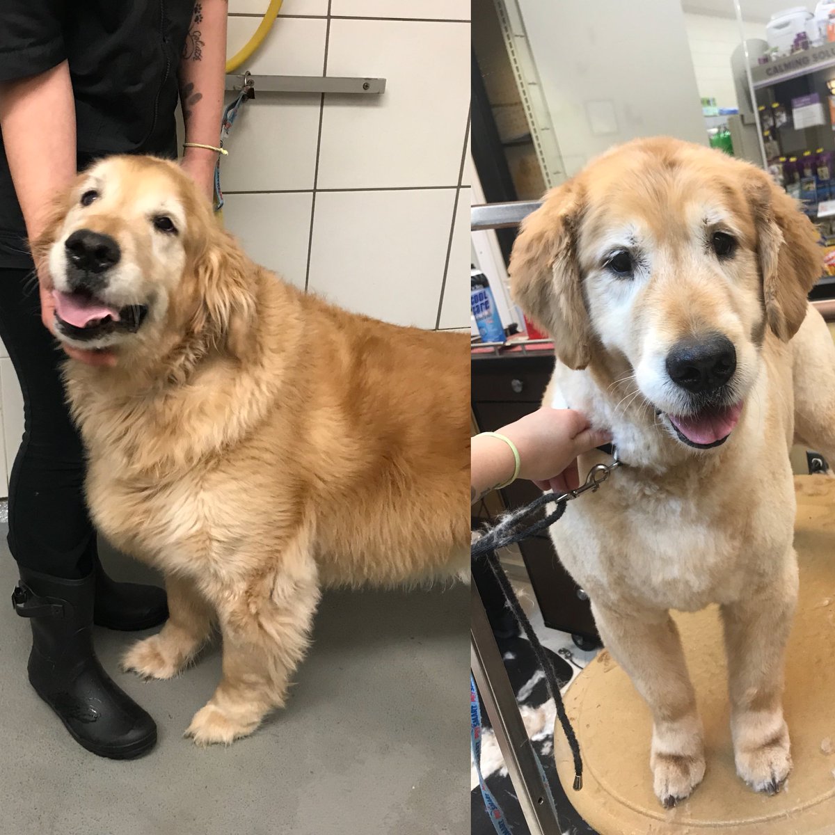 Pooch’s furminator trim by Shevi! <a href="/CneGrooming/">DAT_Mike</a> #cne #northeastgrooming #1574