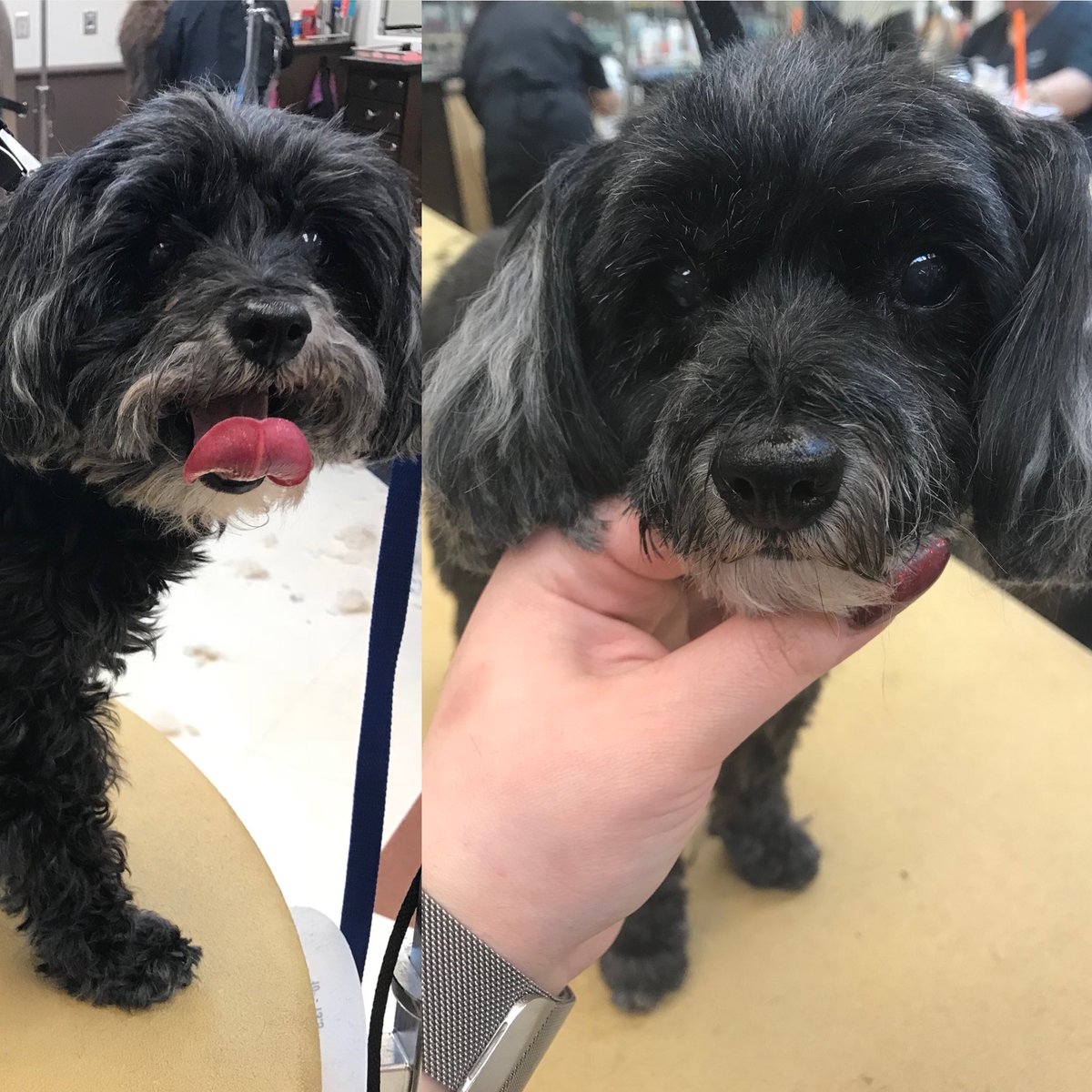Lady’s makeover by Becca! <a href="/CneGrooming/">DAT_Mike</a> #cne #northeastgrooming #1574