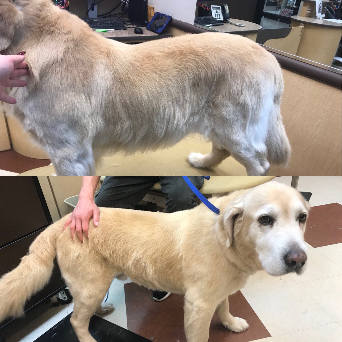Bentley’s makeover by Becca! <a href="/CneGrooming/">DAT_Mike</a> #cne #northeastgrooming #1574