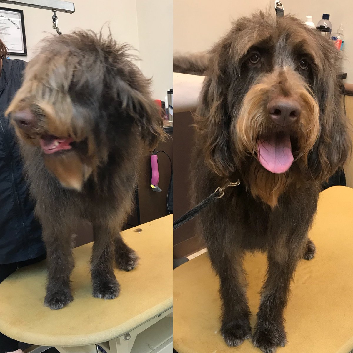 Remos’s makeover by Laurie! <a href="/CneGrooming/">DAT_Mike</a> #cne #northeastgrooming #1574