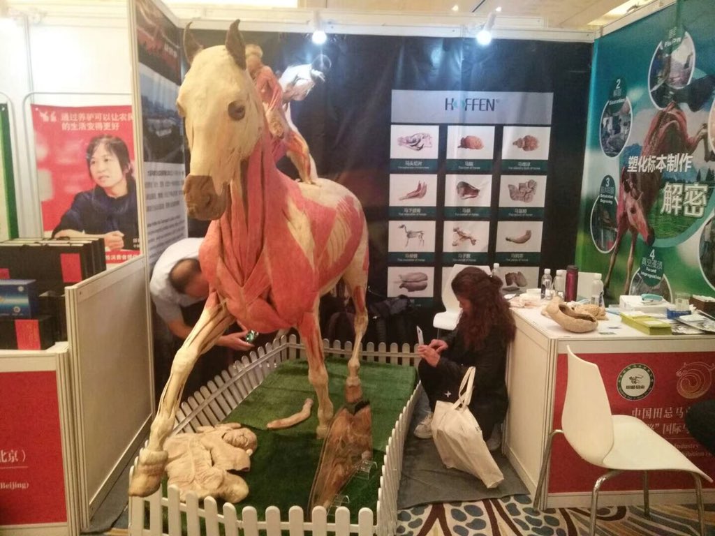 HoffenSpecimen's tweet photo. 15th WEVA Congress, in Beijing China Hotel, 2018 4 19—23. friends from different countries are abstracted by our #Specimens. @Leader_DSO @VeterinaryScie1 @austmus @melbournemuseum @AuburnVetMed @anh_sydney @StudentsNCL @TotalLabSupply @FVASunimelb https://t.co/JsIplIWw00