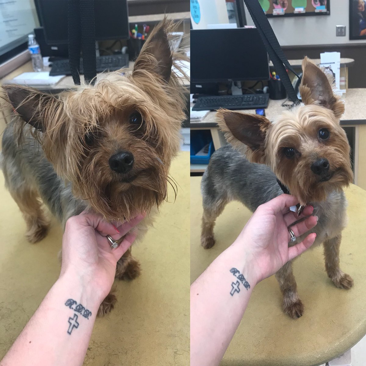 Mickey’s Yorkie trim by Sahvanna! Love the head tilt <a href="/CneGrooming/">DAT_Mike</a> #cne #northeastgrooming #1574
