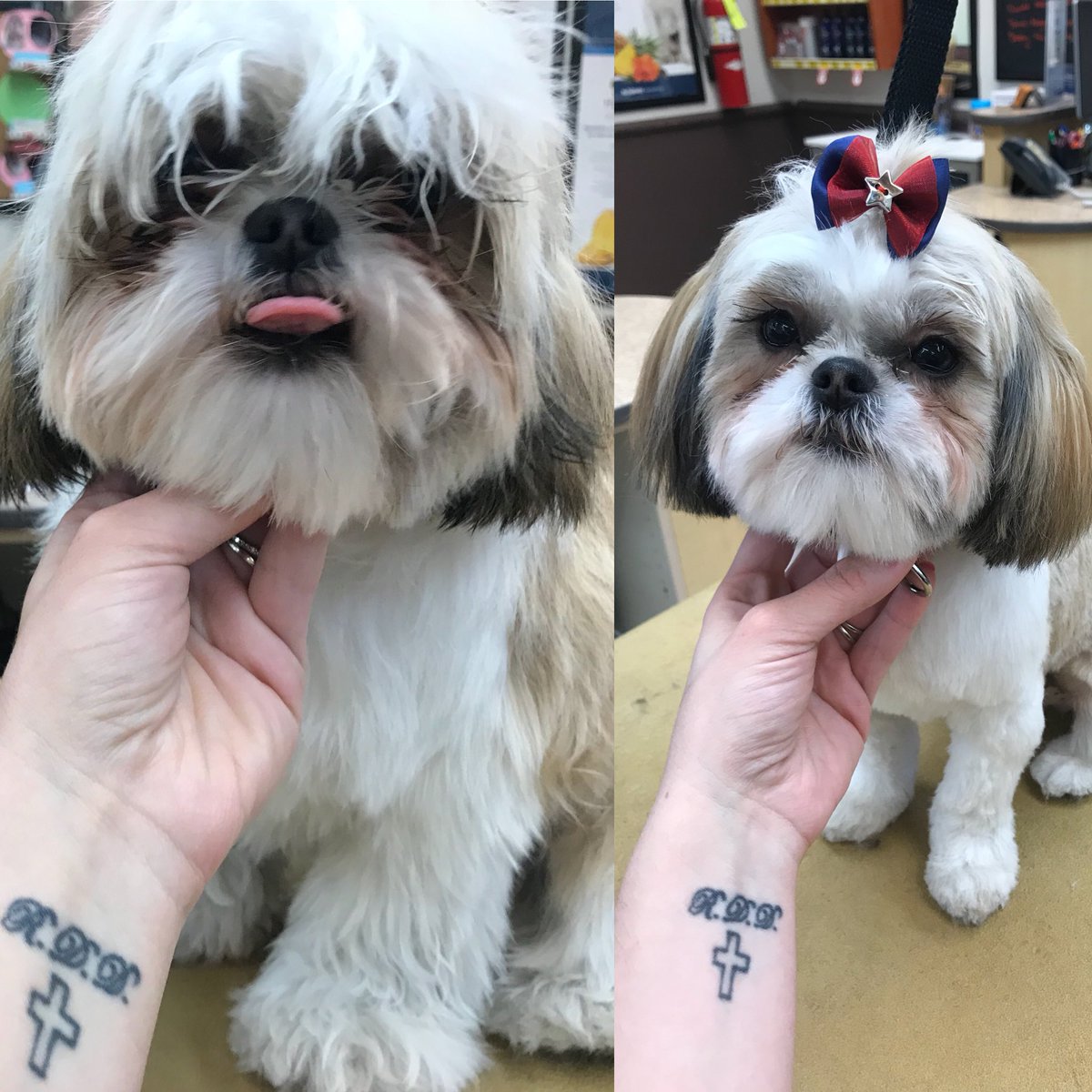 Margaret’s makeover by Sahvanna! <a href="/CneGrooming/">DAT_Mike</a> #cne #northeastgrooming #1574