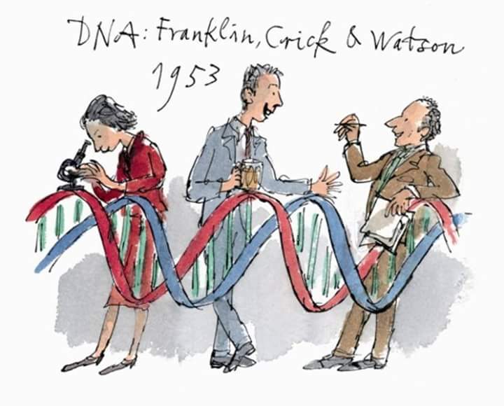 samiriturbe's tweet photo. Hoy pero de 1953, se publicaba el modelo de la estructura del ADN por J. Watson y F. Crick. Una serie de fotografías de difracción de rayos X del ADN obtenidas por Rosalind Franklin fue de vital importancia para que estos científicos elaboraran una estructura válida del ADN. https://t.co/MvBAXA8alw