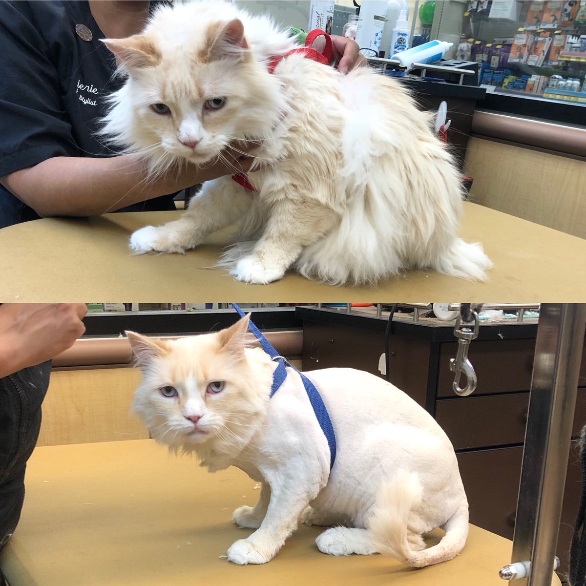 Lucky’s makeover by Val! <a href="/CneGrooming/">DAT_Mike</a> #cne #northeastgrooming #1574