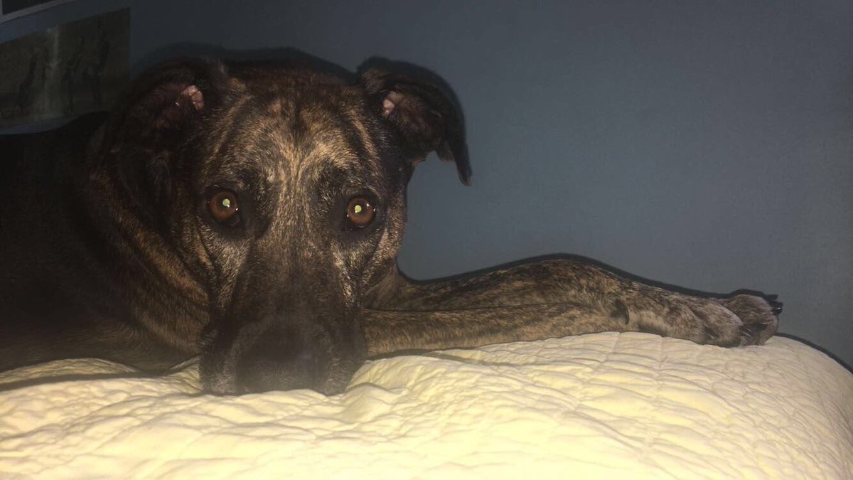 MiaKleine's tweet photo. following @MoffGrand. this is ruby! #writ1133 https://t.co/cg2h88psDr