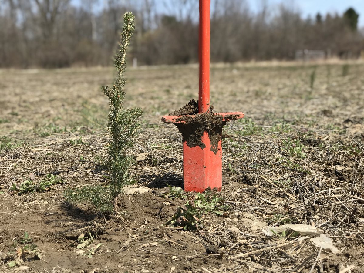 CopperheadULTD's tweet photo. Better part of 100 Norway Spruce planted at my farm. It’s #EarthDay everyday out here https://t.co/4yjJZ4bOTp