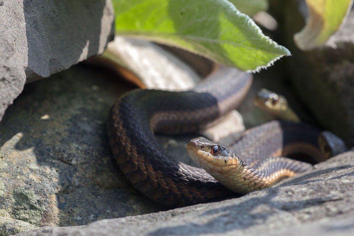 greencalgary's tweet photo. Now that people are thinking about their gardens, it's time to think about how to protect them from pests. Consider these tips to attract natural predators to gobble up pesky pests! #gardeningtips #backyardecosystem https://t.co/y15amxLpTZ https://t.co/76fqdQjUsI