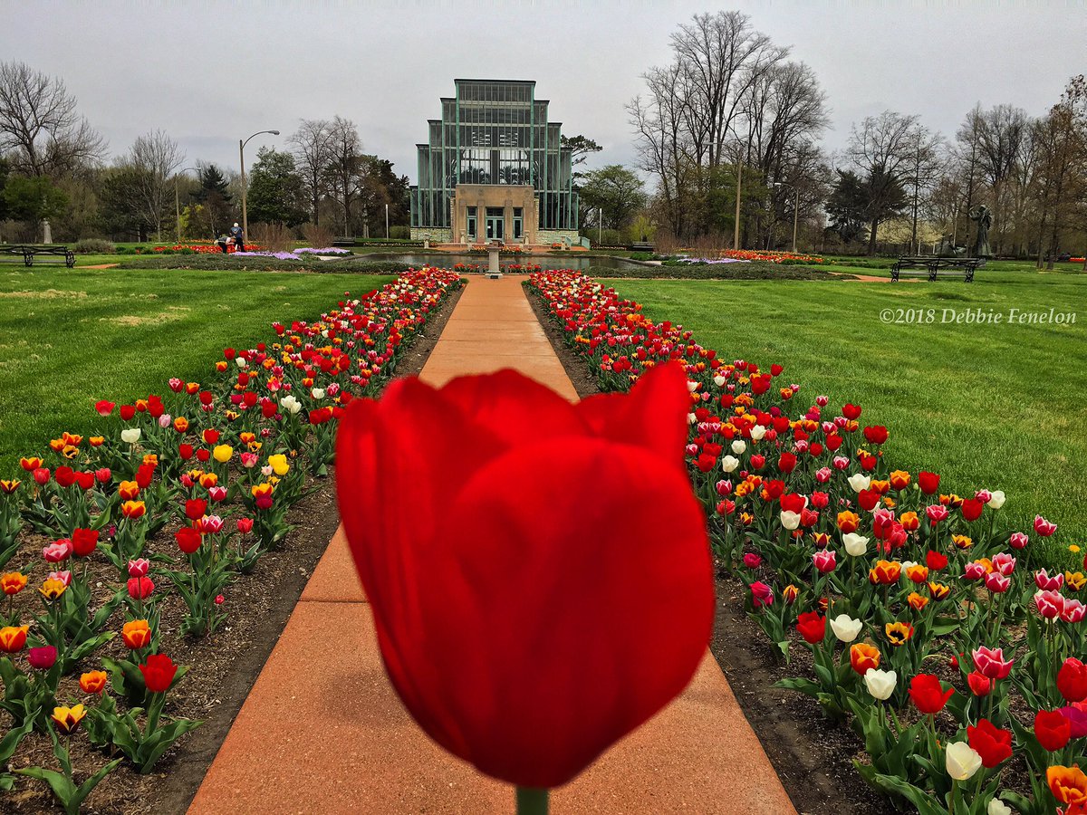 Debbie Fenelon On Twitter Forest Park In St Louis Missouri Looks Amazing Right Now Get There If You Can Stlouis Stl Saintlouis Explore Travel Flowers Tulips Forestpark Missouri Midwest Spring Https T Co Lkxw69dvvz