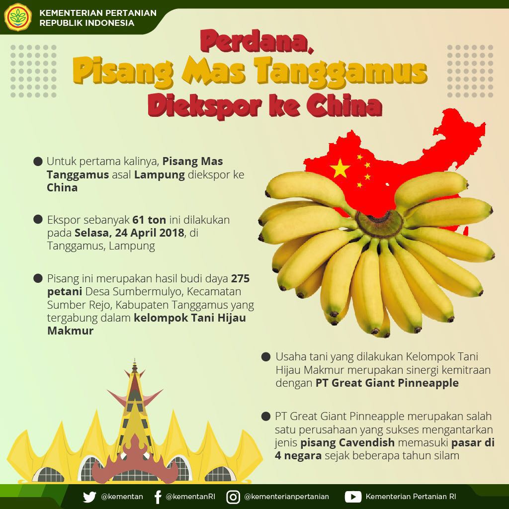 Pisang Mas Tanggamus asal Lampung untuk pertama kalinya diekspor ke China sebanyak 61 ton pada Selasa, 24 April 2018.