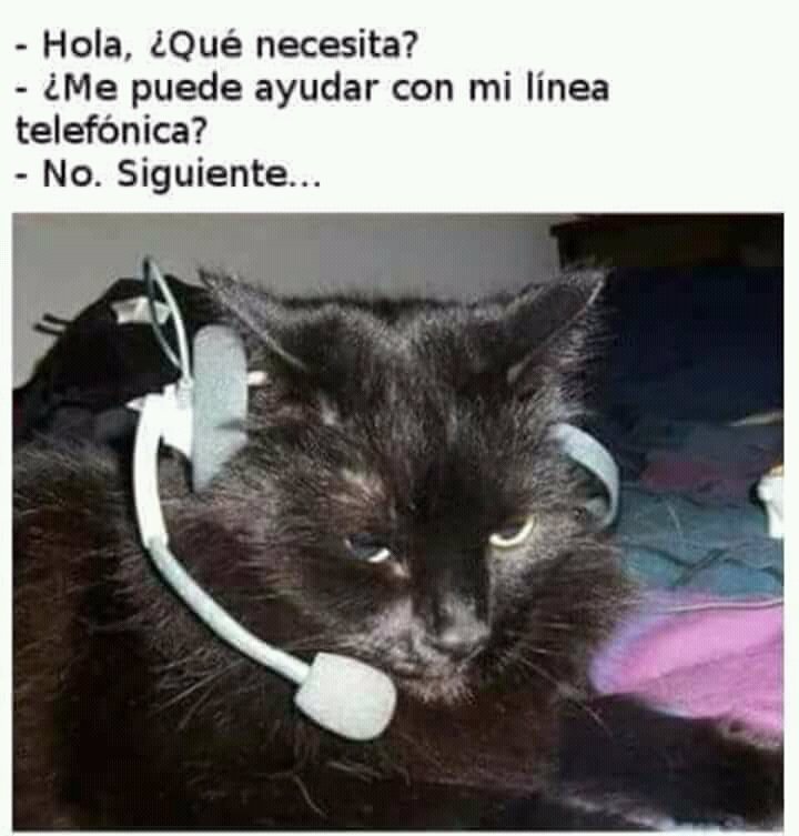 Dougu Keser🐈🐾 tweet media