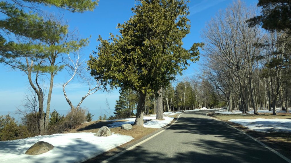 tunneloftrees's tweet image. April 25 along the twig trail. #TunnelofTrees #M119