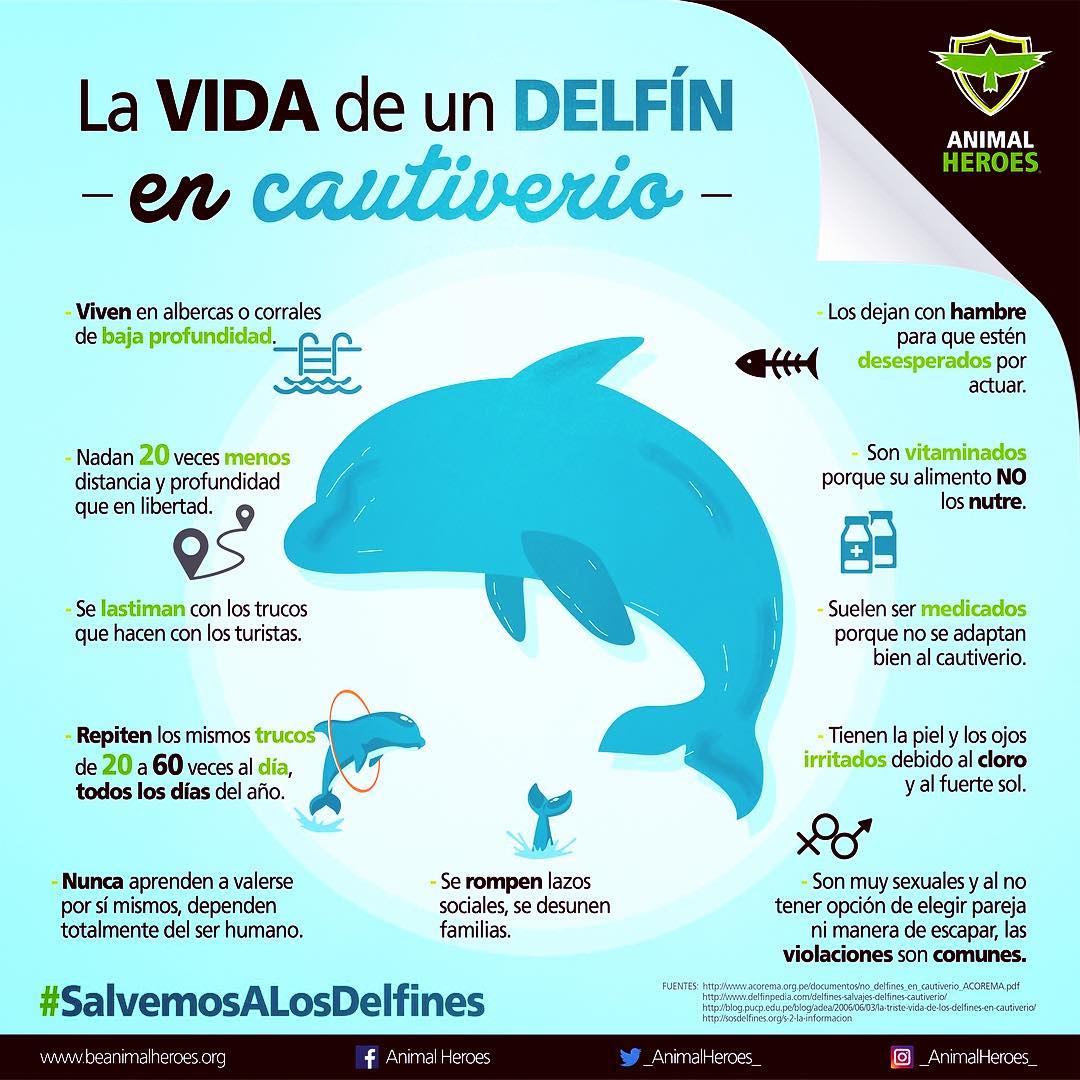 BeAnimalHeroes's tweet photo. #SalvemosALosDelfines 🐬🐳🐋 Tú puedes ser un héroe ➡Las firmas recabadas serán presentadas a los legisladores para mostrar que somos muchos los que queremos salvar a los delfines 📲https://t.co/w5MeW7pr73 #AltoLeyBiodiversidad  #CambiaAlMundo #SéUnHéroe https://t.co/A0boZ394qi