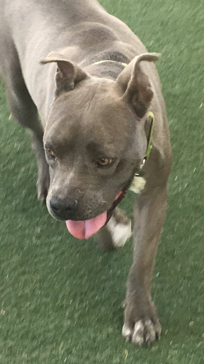 orko_manna's tweet photo. Who is this AMAZING dog?! She's the longest resident EVER at @animalfndlv. How long? Find out by watching Mona's story tonight on @8NewsNow at 11. #8NN https://t.co/J1t2C0NsjL
