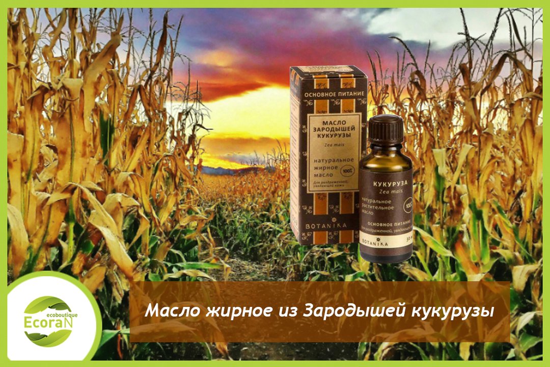 EcoranEcoran's tweet photo. #экоран_для_лица
Сегодня мы представляем Масло жирное из Зародышей кукурузы🌽
Сырьем для производства масла являются зерна кукурузы, однолетнего травянистого растения, широко распространенного в странах Европы. Полезное для кожи кукурузное масло содержит… https://t.co/6OWqHhsTwp https://t.co/1IuUgcfEAd