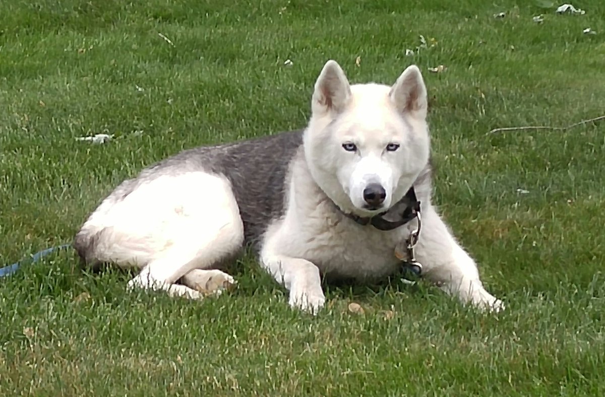 tori_waugh's tweet photo. Anyone from the Holstein area seen my dog? She wandered off for the first time in 15 years. #dogsoftwitter https://t.co/ki4SWsuNn0