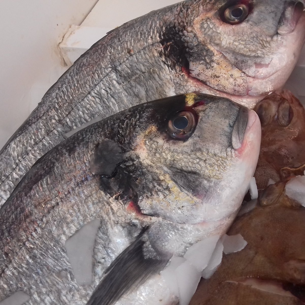 The Fishman tweet media