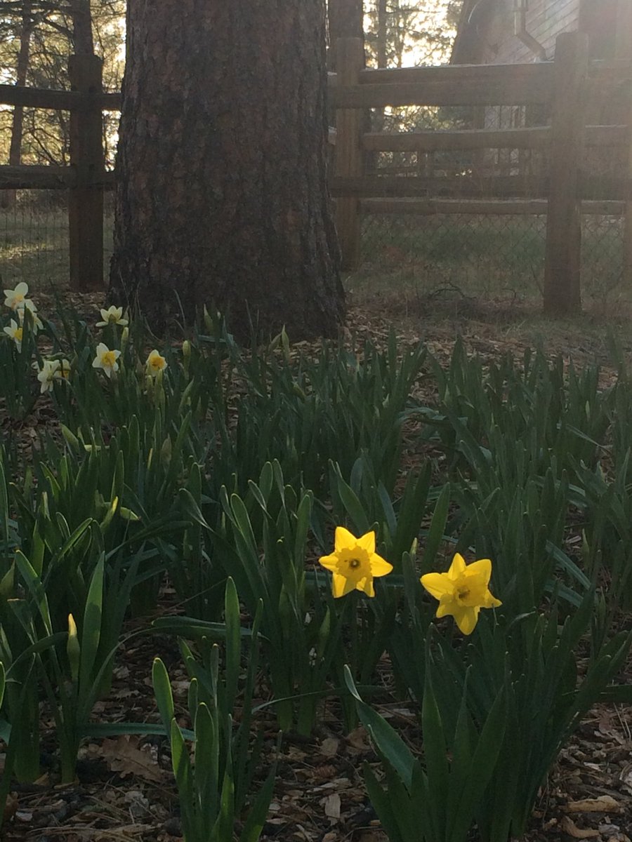 BoulderCoffeePS's tweet photo. Spring is in the air! #AprilShowers bring #May #flowers! #daffodils #spring #pagosasprings #colorado https://t.co/2OqHzF73MA
