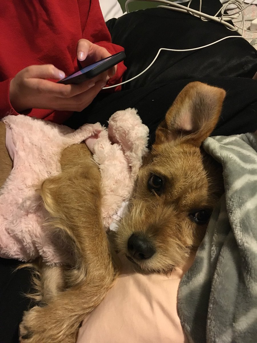 mango_lane's tweet photo. My dog is cuter than yours https://t.co/sOBbueJuUc