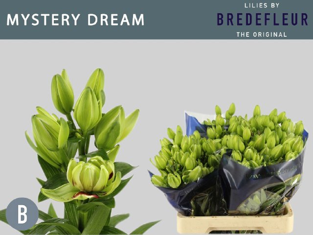 VermeulenGerard's tweet photo. Vandaag een #WERELDPRIMEUR op #Klok1 De allereerste dubbelbloemige #Lelie #MysteryDream Beperkt leverbaar. Alleen vandaag en maandag. Knop 5+ en 30 stelen per fust @Bredefleur #Oogstrelend #Keepondreaming https://t.co/IbQC9bNjiu