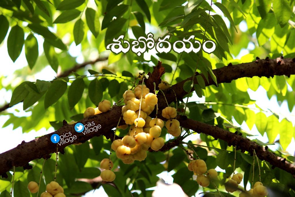 Pics Village On Twitter Good Morning Amla Goodmorning