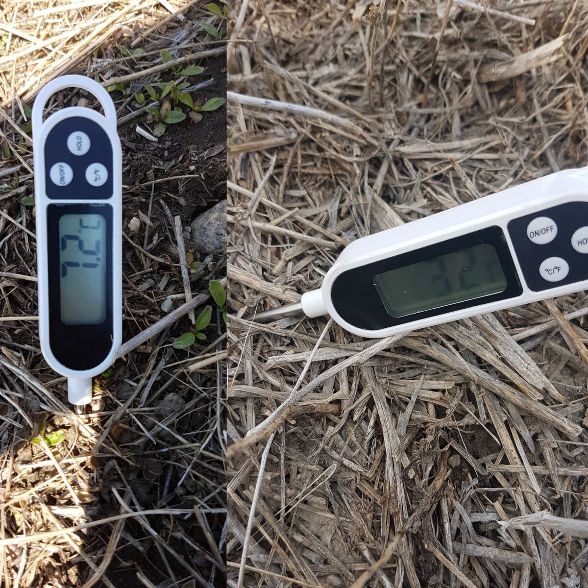 Kirsten_Roy's tweet photo. Had a great day out in the field with my first #prssoilsample experience! #stepupyoursoil Soil temp started at 3.2° 930am and went to 7.2° by 1pm. Great things to come this year with a great & knowledgeable team! @Elliott_R_H @westernagNWSask #northlandagronomy https://t.co/vNdfdiHQba