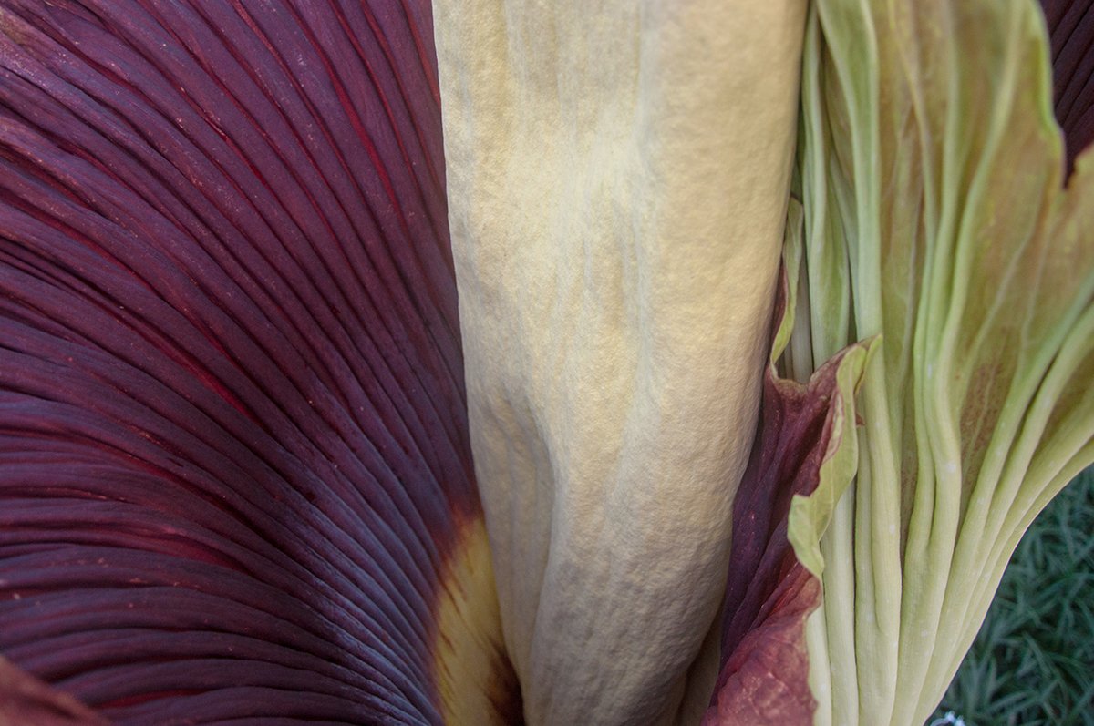 chicagobotanic's tweet photo. Spike finally did it! At long last, our original titan arum is blooming, and at nearly 7' tall, it’s our biggest corpse flower ever. Visit 8am–7pm & snap a selfie with Spike the sequel. https://t.co/Tt0OdW7OAm. #CBGSpike #corpseflower #titanarum #amorphophallustitanum https://t.co/IumxaA97uU
