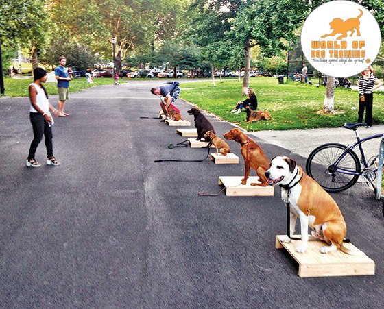 RyanMatthewsCA's tweet photo. Do you want to train your puppy, then have a glance at these basics and must known tips on how to train your puppy by Ryan Matthews. Visit https://t.co/3gFVgSNDsl  for details. #worldofdogtraining #dog #dogtrainers  #puppy #RyanMatthews https://t.co/4ijQUFJ3M4