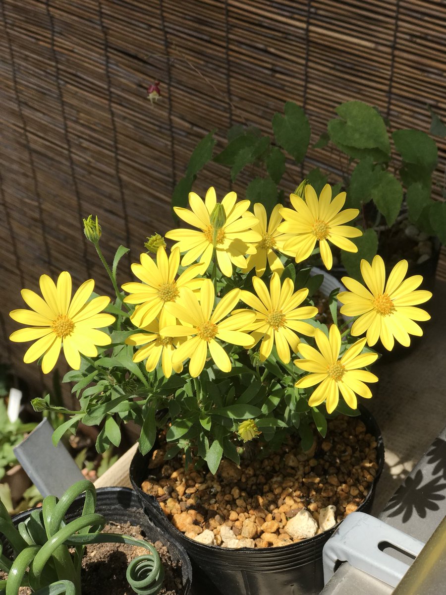 わらわら咲き出した 名前忘れる サントリーが改良した菊科の花 